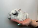 Міні кролики, кроленята для дому, різні породи хлопчики та дівчатка - фото 2