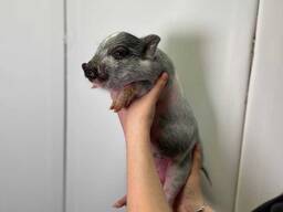 Мини пиг ласковые носики в семью, разные окрасы и мальчики и девочки