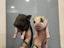 Mini pig мини пиг, міні піги плямисті та чорні