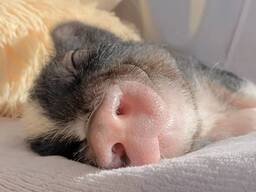 Мини пиг очень умные ласковые и нежные домашние любимчики