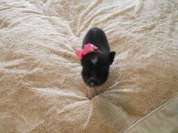 Міні піг карликова свинка, декоративна свинка улюбленець для дому