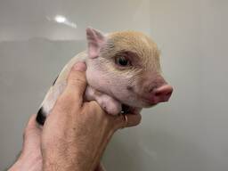 Міні піг хлопчик