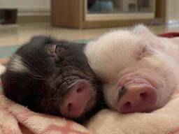 Міні піг маленькі мікро носики, ласкаві міні-піг