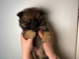 Міні померанський шпіц, чудовий малюк з документами