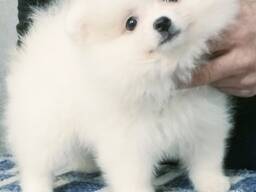 Мініатюрний шпіц, Miniature German Spitz. White