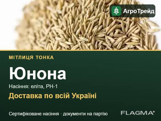 Мітлиця тонка Юнона: продаж насіння, еліта, РН-1