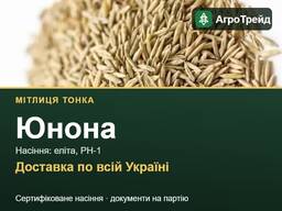 Мітлиця тонка Юнона: продаж насіння, еліта, РН-1