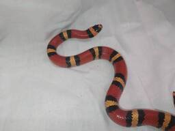 Молочная Гонудурасская змея, морфные змеи разного возраста
