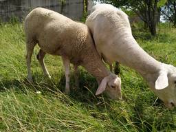 Молода баранина