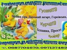 Молодняк домашньої птиці