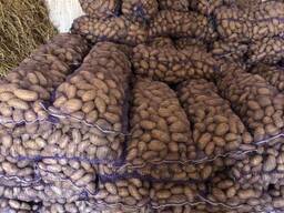 Молодой картофель