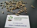 Мордовник шароголовый семена (около 60 шт) медонос. ..