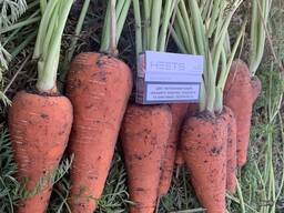 Морква Кесена тоннажем