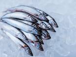 Морська риба, морепродукти оптом, прямі поставки з Норвегії, Ісландії і Америки. - фото 5