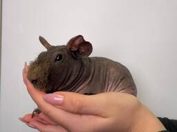 Морские свинки скинни, лысые свинки мальчики и девочки с вет паспортом