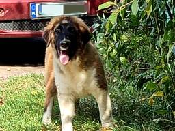 Московська сторожова