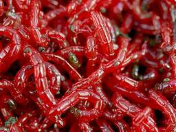 Мотыль живой от производителя.