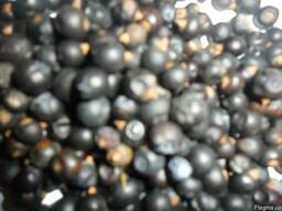 Можжевельник ягода ялівець плоди