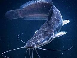 Мраморный (клариевый, африканский) сом