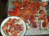Мухомор Красный НЕРАСКРЫТЫЕ шляпки — 55 грамм 〉Купите Энтеогенные грибы для Микродозинга