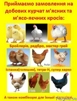 Мясо домашнего бройлера
