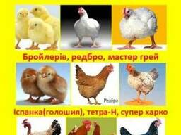 Мясо домашнего бройлера