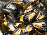 Мясо мидий черноморских - фото 1