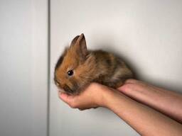 Милі домашні ручні кролики, різні породи малят