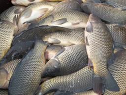 На постоянной основе купим товарную рыбу