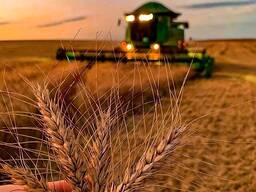 Надаємо послуги обробітку землі та посів