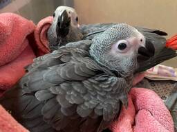 Ручні пташеня папуги жако, розмовляючий розумний папуга