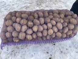 Насіннева картопля оптом від виробника