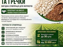 Насіння білої квасолі та гречки — продаж