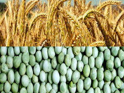 Насіння гороху зимуючого та насіння пшениці одеської селекції
