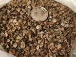 Насіння канадської гречки Арно, посівмат, гречиха - фото 1