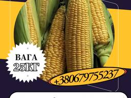 Насіння кормової Кукурудзи Кремінь 200СВ ( 25 кг)