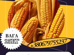 Насіння кормової Кукурудзи Моніка 350МВ ( 25 кг)