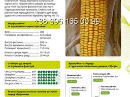 Насіння кукурудзи Гран 6 (ФАО 300)