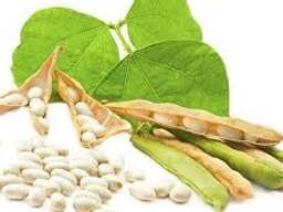 Насіння квасолі Неві Бінс, Червона довга, Пінто, Червона Шапочка.