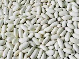 Насіння квасолі та стабільний ринок збуту