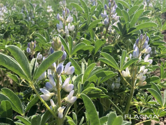 Насіння люпину Барвінок, еліта