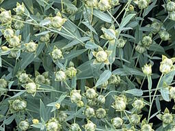 Насіння льону олійного Північна Зірка, перша репродукція