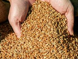 Насіння ярої твердої пшениці Терра (тверда пшениця)