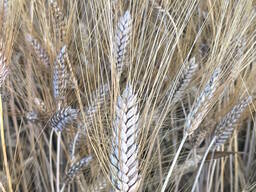 Насіння пшениці твердої озимої, Прима Унави, рр. нн. с