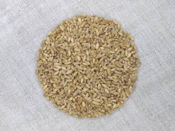 Насіння пшениці твердої озимої Єлісей, перша репродукція