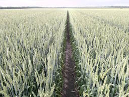 Насіння пшениці ярої Панянка, еліта