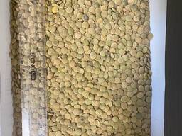 Насіння Сочевиці зеленоі сорт Лінза