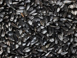 Насіння соняшника Ізмаїл