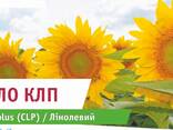 Насіння Соняшника Strube Fabulo Clearfield plus - фото 1