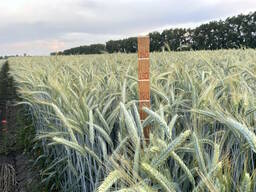 Тритикале озиме Велетень, рр. нн. с